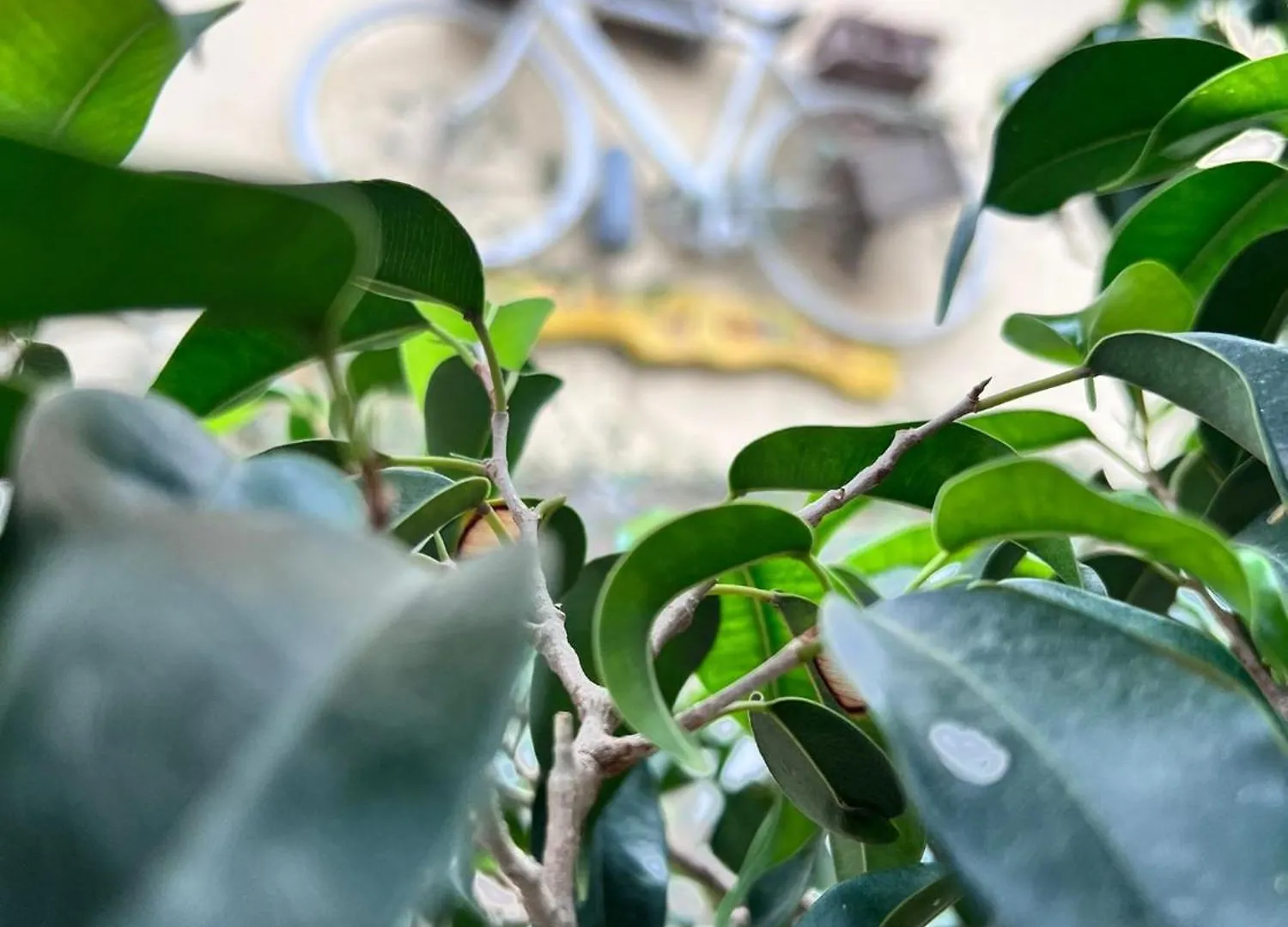 ** Alojamento de Acomodação e Pequeno-almoço B&B Colori di Bahlarà Palermo Itália